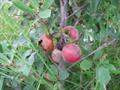 سیب ستاره ای آفریقای جنوبی